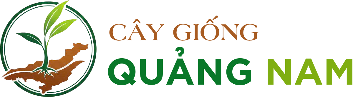 Cau Giống Quảng Nam