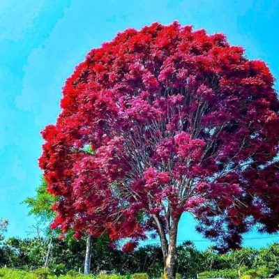 Cây giống Lâm nghiệp