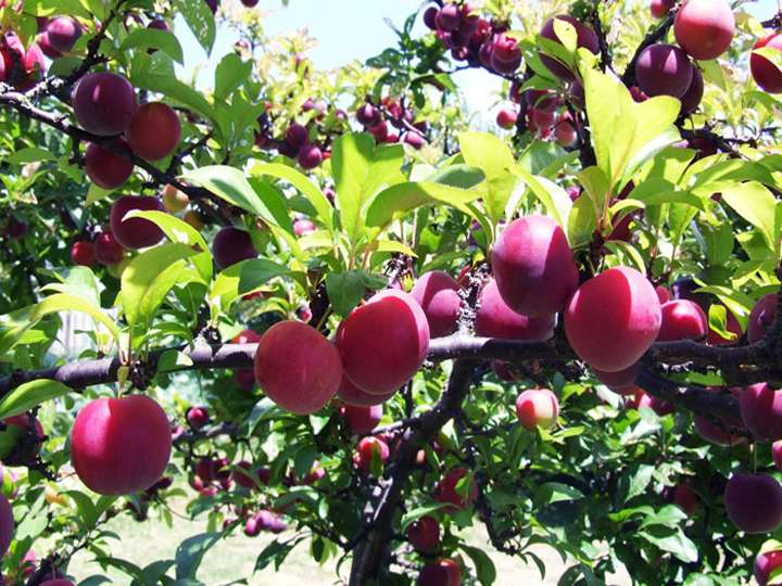 Cây Mận Cây Mận