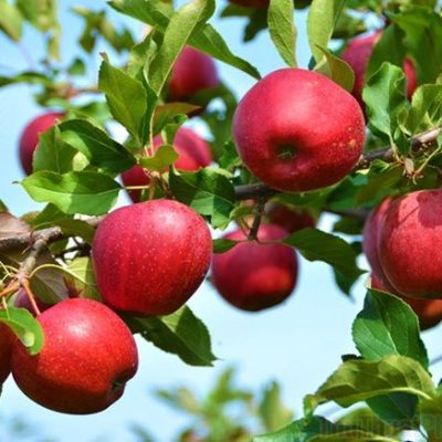 Cây Táo