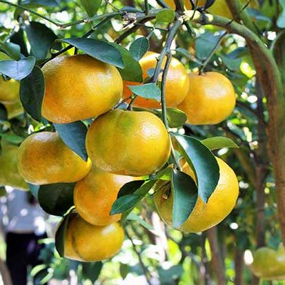 Cây Quýt