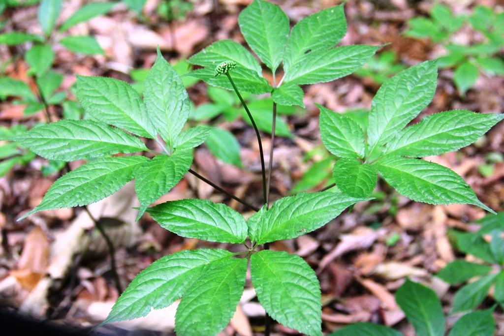 Cây Sâm ngọc linh