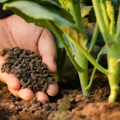Phân bón hữu cơ