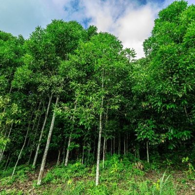 Cây Quế Yên Bái