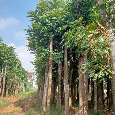 Cây xanh công trình