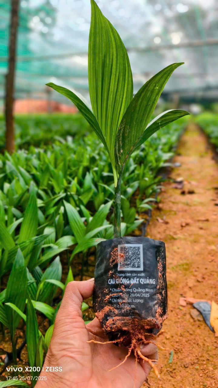 Cau giống Đất Quảng