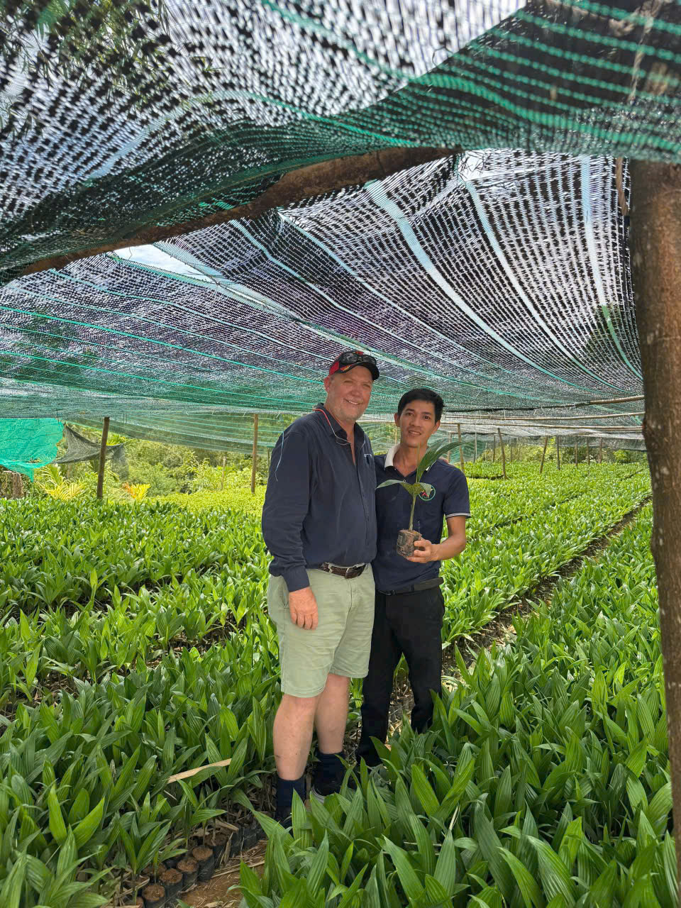 Cau giống Đất Quảng